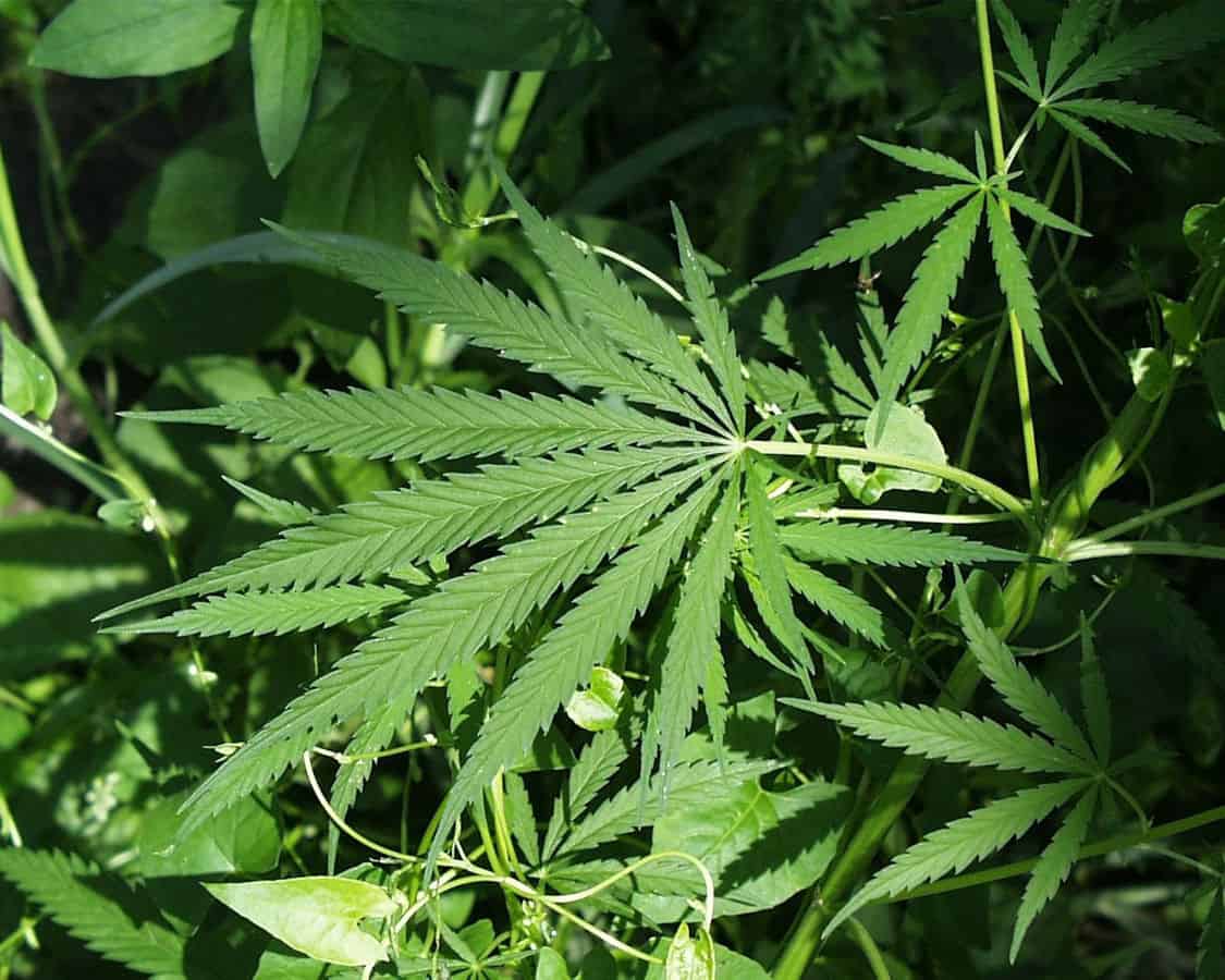 Landmark Court Decision: Marijuana Grower Evades Felony Charges Due to